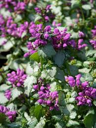 Attēlu rezultāti vaicājumam “Lamium”