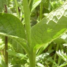 Attēlu rezultāti vaicājumam “Symphytum asperum leaf”