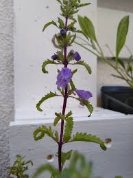 Image result for Dracocephalum moldavicum