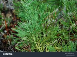 Attēlu rezultāti vaicājumam “Diphasium complanatum”