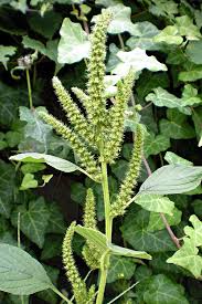 Attēlu rezultāti vaicājumam “Amaranthus retroflexus”