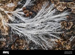 Attēlu rezultāti vaicājumam “Hemitrichia leiotricha stalked”