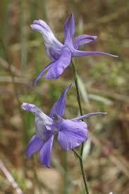 Image result for Consolida ajacis oder Consolida regalis