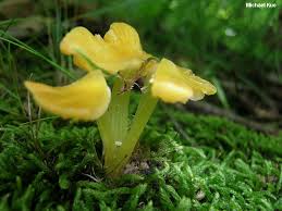 Attēlu rezultāti vaicājumam “Hygrocybe acutoconica”