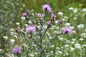 Attēlu rezultāti vaicājumam “Centaurea stoebe”