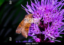 Attēlu rezultāti vaicājumam “Amphipoea”