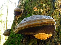 Attēlu rezultāti vaicājumam “Junghuhnia pseudozilingiana”