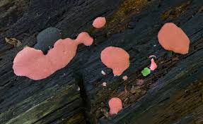 Attēlu rezultāti vaicājumam “Dictydiaethalium plumbeum spores”