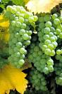 White Grape Varieties