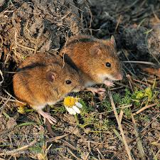Attēlu rezultāti vaicājumam “Apodemus agrarius”