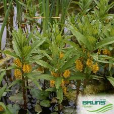 Attēlu rezultāti vaicājumam “Lysimachia thyrsiflora leaf”