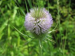 Image result for Dipsacus silvestris