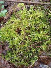 Attēlu rezultāti vaicājumam “Cirriphyllum piliferum”