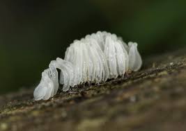 Attēlu rezultāti vaicājumam “Stemonitis flavogenita stalked”