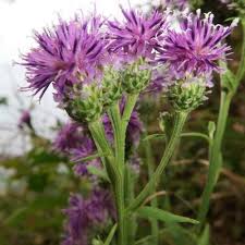 Attēlu rezultāti vaicājumam “Saussurea esthonica”