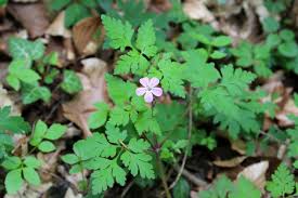 Attēlu rezultāti vaicājumam “Geranium robertianum leaf”