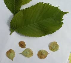 Attēlu rezultāti vaicājumam “Ulmus glabra leaf”