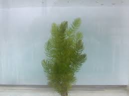 Attēlu rezultāti vaicājumam “Ceratophyllum demersum”