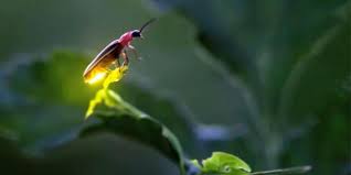 Attēlu rezultāti vaicājumam “Lampyridae”