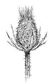 Image result for Dipsacus laciniatus