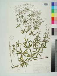 Attēlu rezultāti vaicājumam “Galium schultesii”