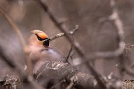Attēlu rezultāti vaicājumam “Bombycilla garrulus”