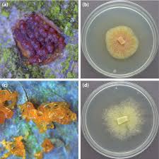 Attēlu rezultāti vaicājumam “Neonectria coccinea”