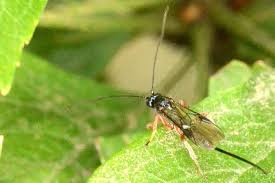 Attēlu rezultāti vaicājumam “Ancylis apicella”