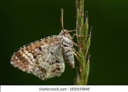 Attēlu rezultāti vaicājumam “Epirrhoe”