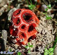 Attēlu rezultāti vaicājumam “Clathrus ruber”