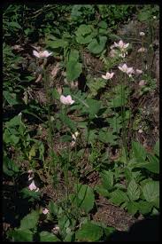 Attēlu rezultāti vaicājumam “Parnassia palustris fruit”