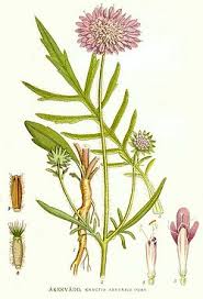 Image result for Knautia arvensis