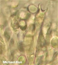 Attēlu rezultāti vaicājumam “Clavulina amethystina”