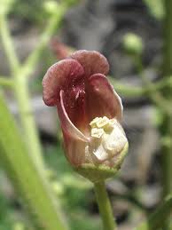 Attēlu rezultāti vaicājumam “Scrophularia umbrosa flower”