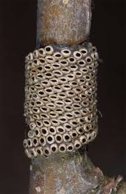 Attēlu rezultāti vaicājumam “Malacosoma neustria larva”