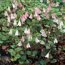 Attēlu rezultāti vaicājumam “Linnaea borealis fruit”
