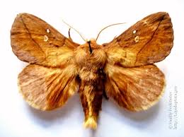 Attēlu rezultāti vaicājumam “Euthrix potatoria larva”