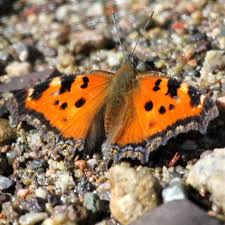 Attēlu rezultāti vaicājumam “Nymphalis xanthomelas underside”