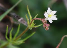 Attēlu rezultāti vaicājumam “Spergula arvensis”