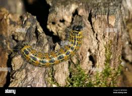 Attēlu rezultāti vaicājumam “Phalera bucephala”