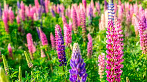 Image result for Lupinen