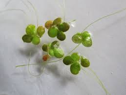 Attēlu rezultāti vaicājumam “Lemna gibba”