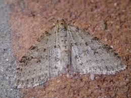 Attēlu rezultāti vaicājumam “Trichopteryx carpinata”