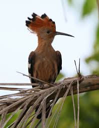 Image result for hoepoe