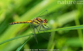 Attēlu rezultāti vaicājumam “Sympetrum danae”