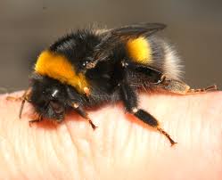 Attēlu rezultāti vaicājumam “Bombus”