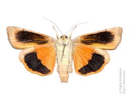 Attēlu rezultāti vaicājumam “Noctua fimbriata imago”