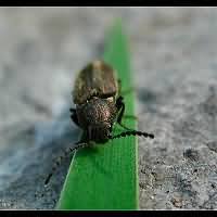 Attēlu rezultāti vaicājumam “Cidnopus aeruginosus”