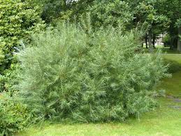 Attēlu rezultāti vaicājumam “Salix rosmarinifolia”