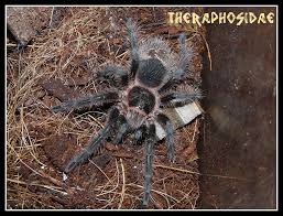 Znalezione obrazy dla zapytania Grammostola grossa